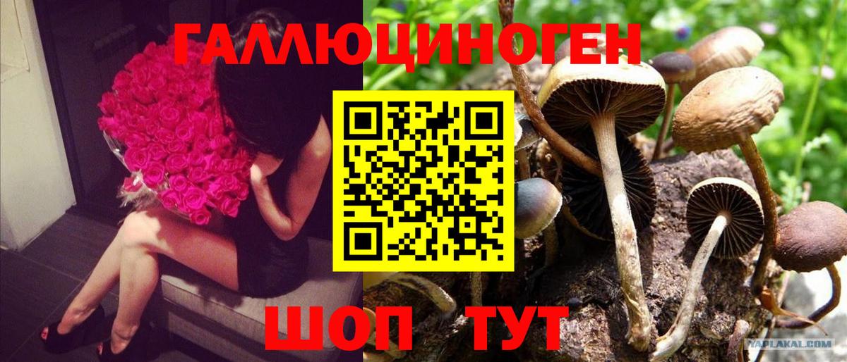 Набережные Челны  Галлюциногенные грибы прущие грибы  Вход с VPN 